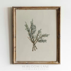 Vintage Tree Bough Study | Printable Digital Download | Vintage Holiday Print | Christmas Drawing | Winter Pine Branch Painting