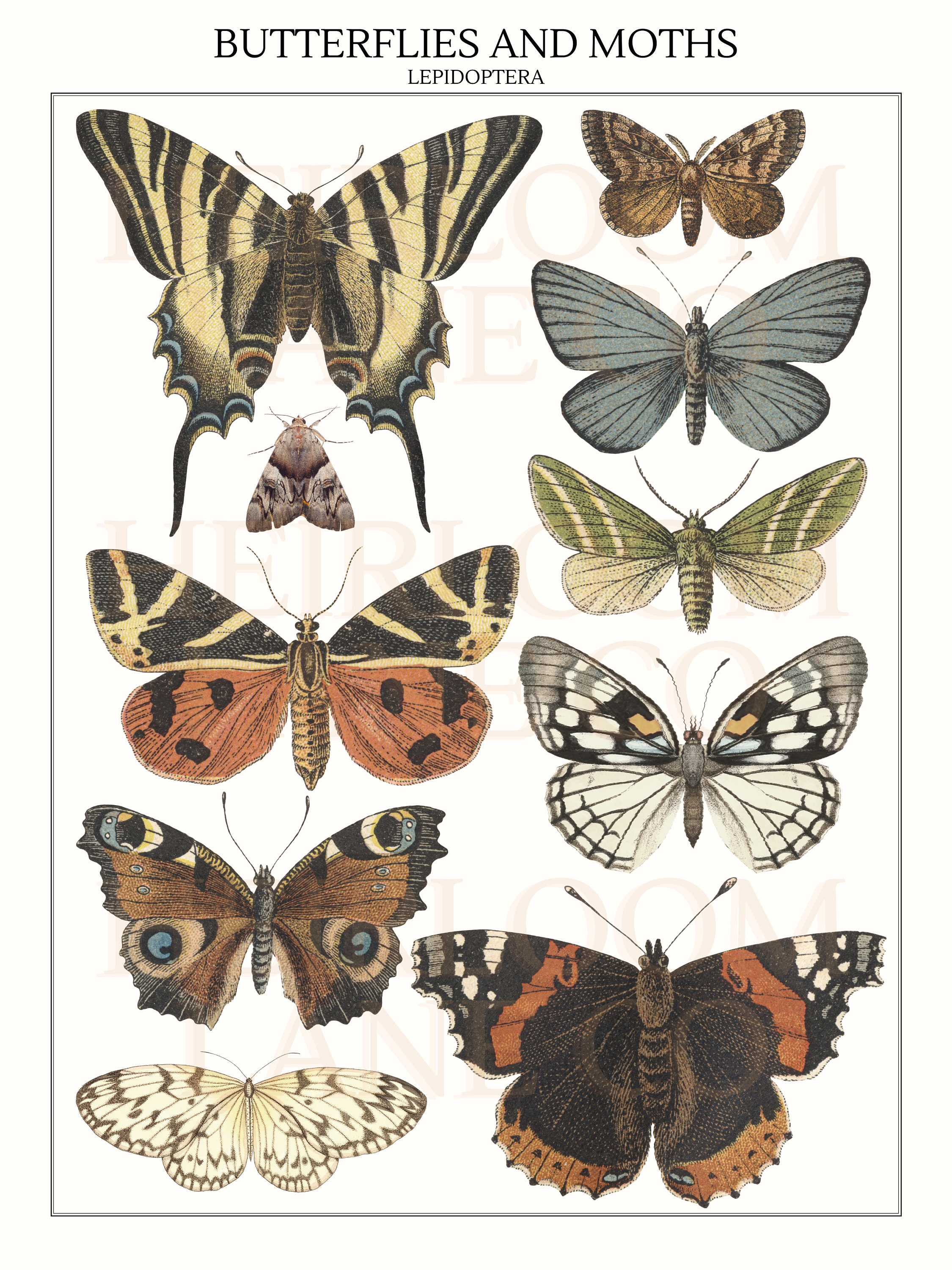Vintage Butterfly Poster Instant Digital Download | Butterfly Wall Art ...
