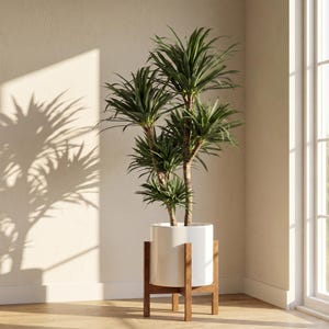 Pode incluir: Uma planta verde alta de caules múltiplos com folhas longas e pontiagudas, colocada num vaso de cerâmica branca cilíndrica e lisa. O vaso é suportado por um suporte de madeira de quatro pernas com design em cruz, elevando a planta.