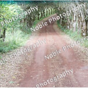 May include: A dirt path lined with trees leads through a forest. The path is surrounded by green foliage and the trees have white bark.