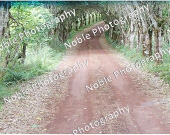 Tree lined dirt path