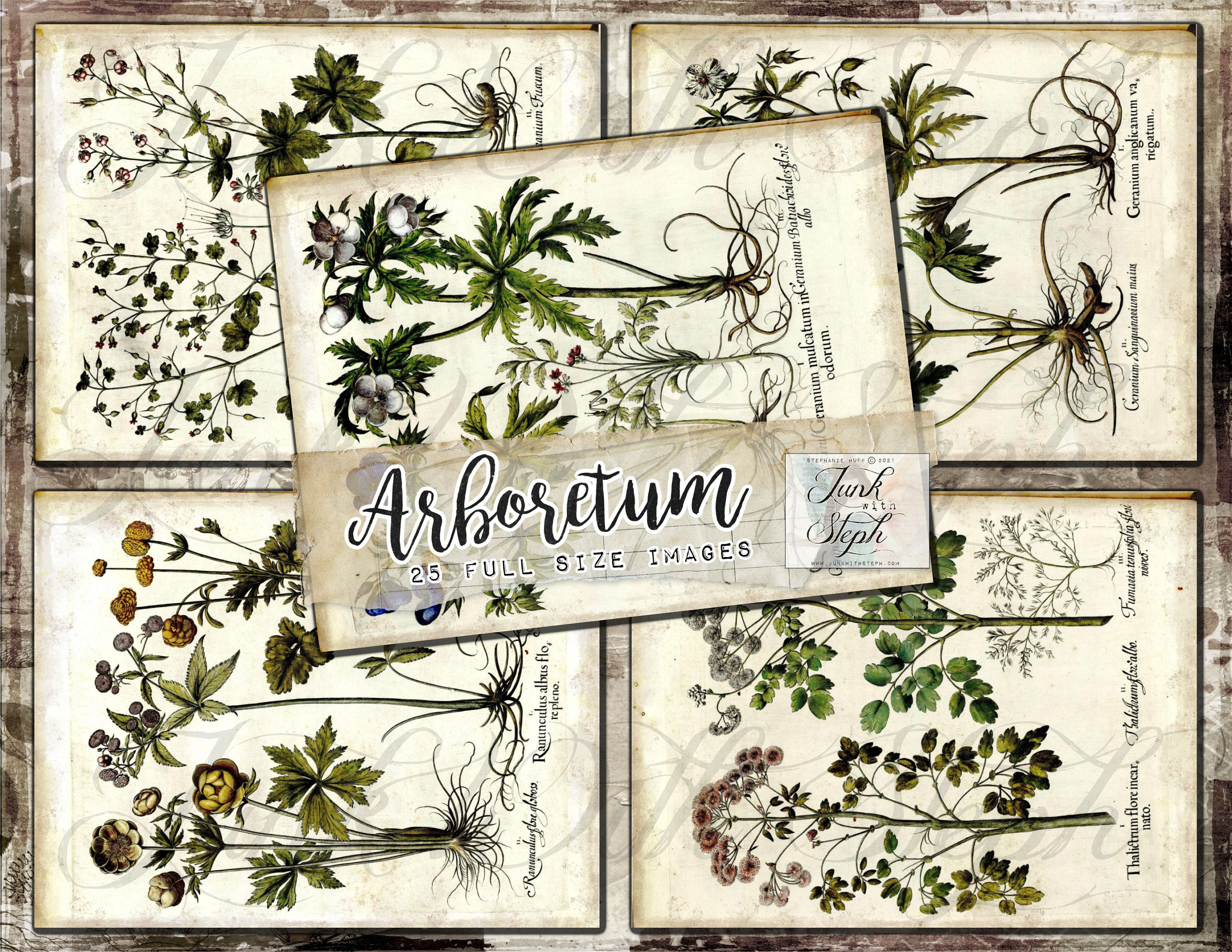 【楽ギフ_包装】 1 Volume Arboretum - Vibrant Bold of Pages Size Full 25 その他