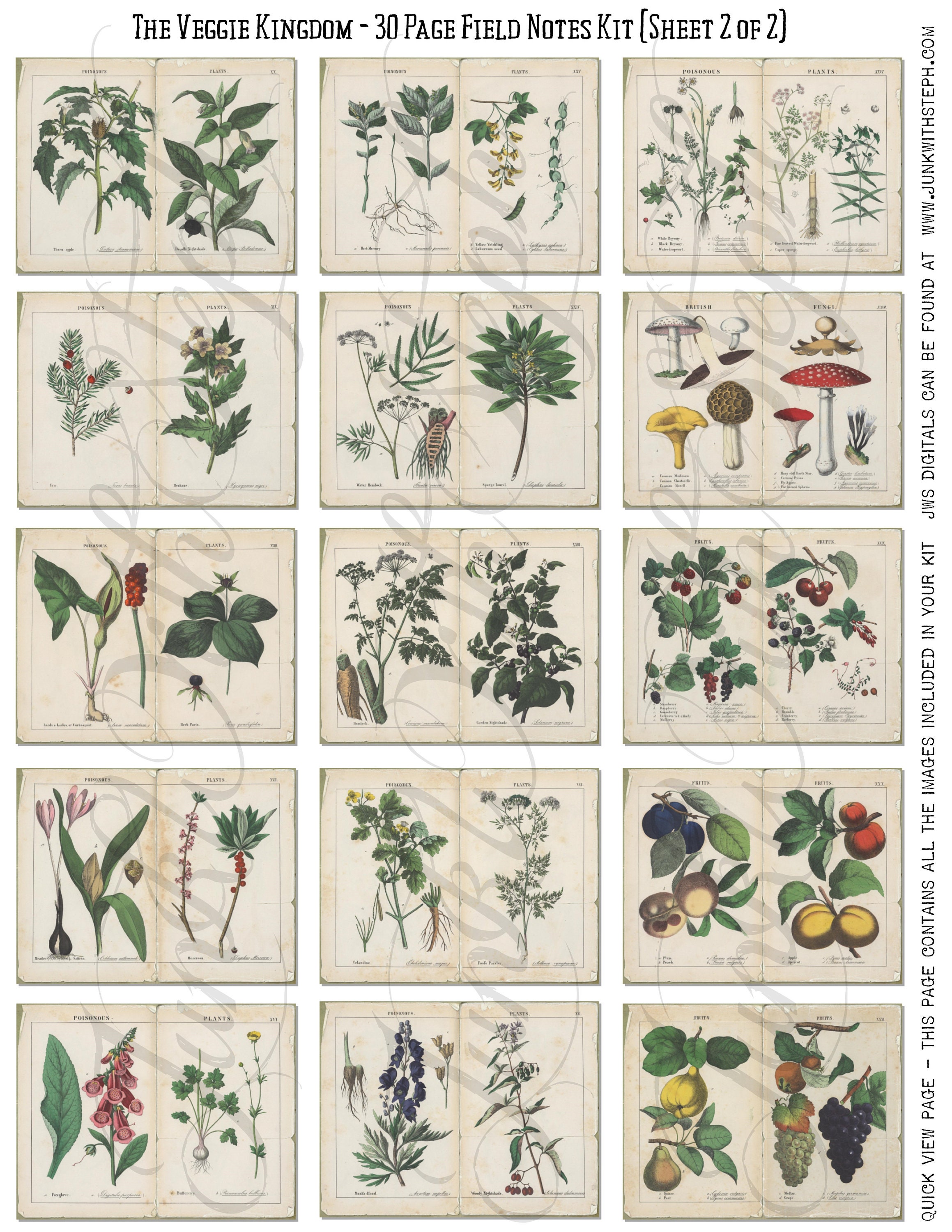 The Veggie Kingdom 30 Full Size Pages of Bold Vibrant Etsy