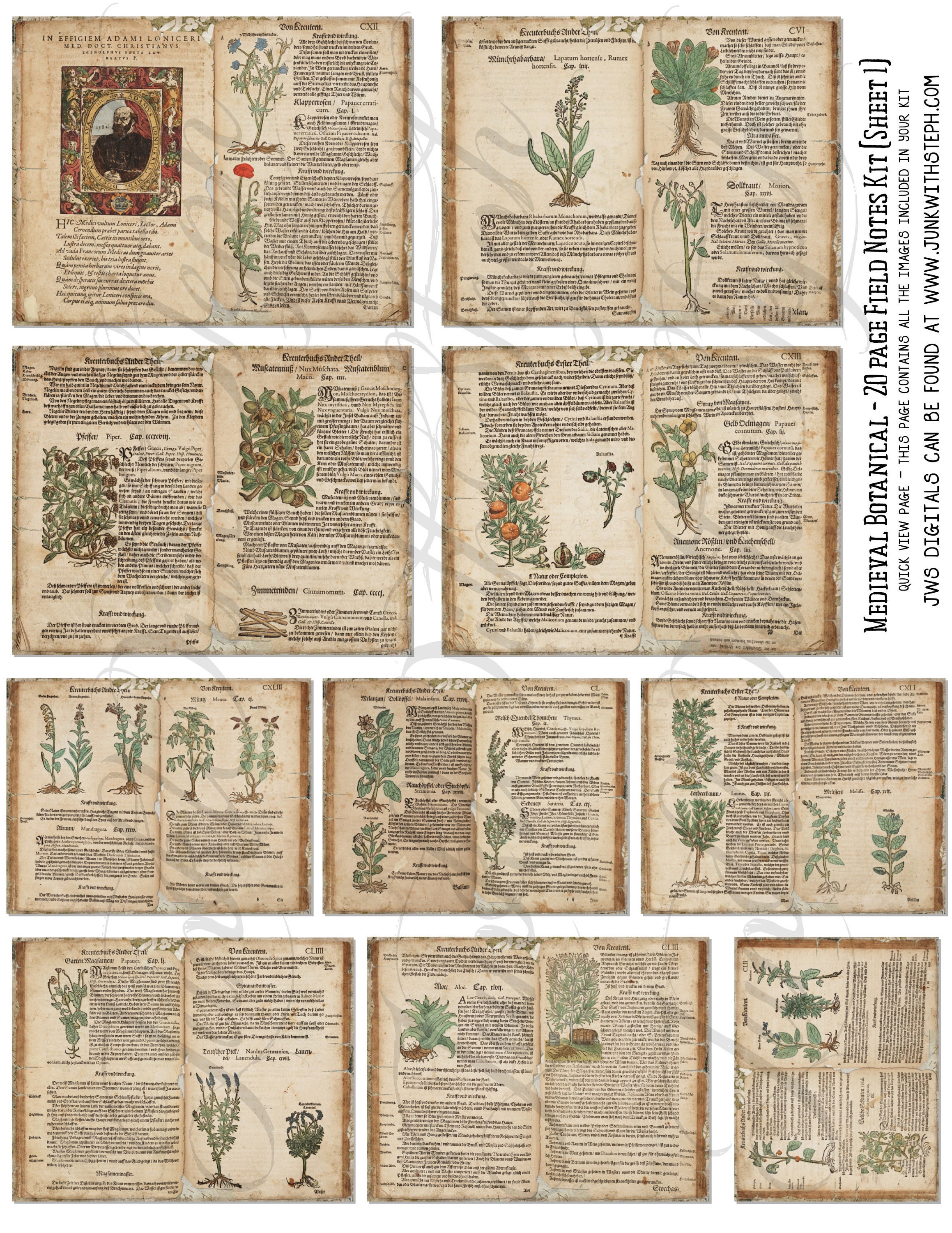 Medieval Botanical - 20 Pages Botanical Illustrations