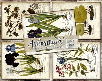 Arboretum Volume 4 - 25 Full Size Pages of Bold Vibrant Colorful Blossoms Botanicals and Wild Flower Illustration Printable Junk Journal Kit