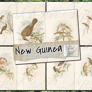 Collection de notes de terrain : oiseaux de Nouvelle-Guinée - 35 pages de beaux oiseaux de 1875 à 1888, cartes de journalisation éphémères, coupes délicates