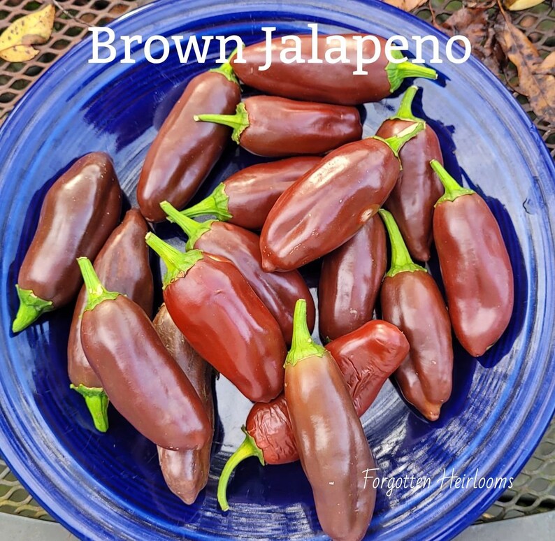 Brown Jalapeno Brown Jalapeno