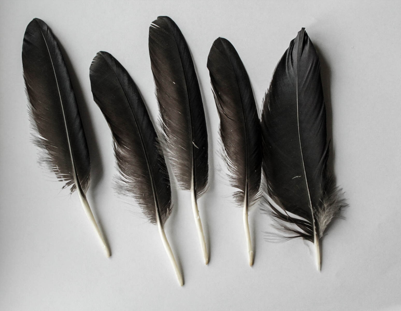 Real Raven Corvus corax feathers . Price for 1. Etsy