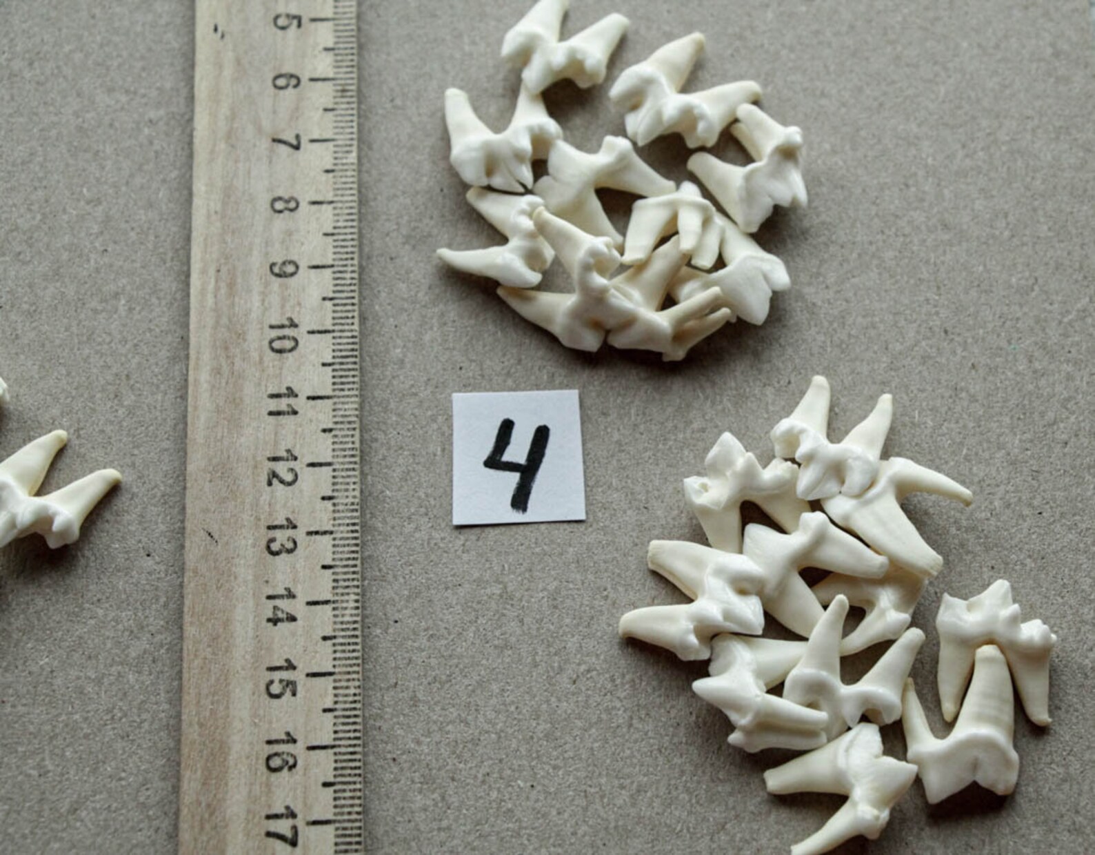 Fox Tooth No Processing There Are CRACKS 10 Pieces Set Etsy