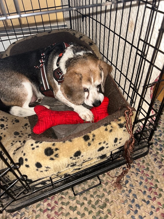 エシカルドア フィーダー フライング STANDARD PETGEEK インタラクティブ犬の骨のおもちゃ、自動犬の追跡玩具、 ぬいぐるみ 犬 きしむ骨 おもちゃセット 小型犬用 ペットギフト バレンタインデー