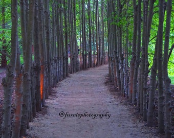 The Path To Greatness - Photograph