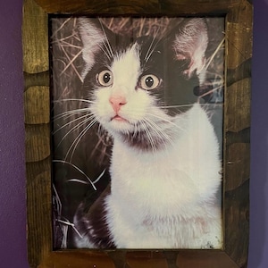 19” x 14” Vintage Black & White Cat Portrait Print in Wooden Frame - Large Retro Cat Art