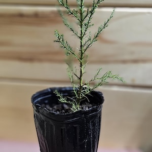 giant Sequoia Potted Trees