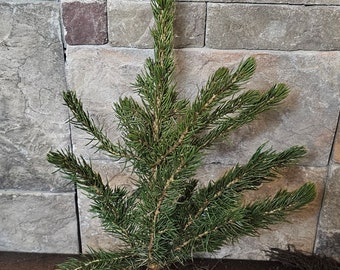 Blue Spruce Trees 5 pack of 10" to 15" out of the ground Colorado Blue Spruce Tree
