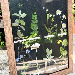 Dried Garden Flower Herbarium-  pressed wild and  botanical art in an A4 wooden frame, rustic cottage wall,  rare Gift for home, only 1