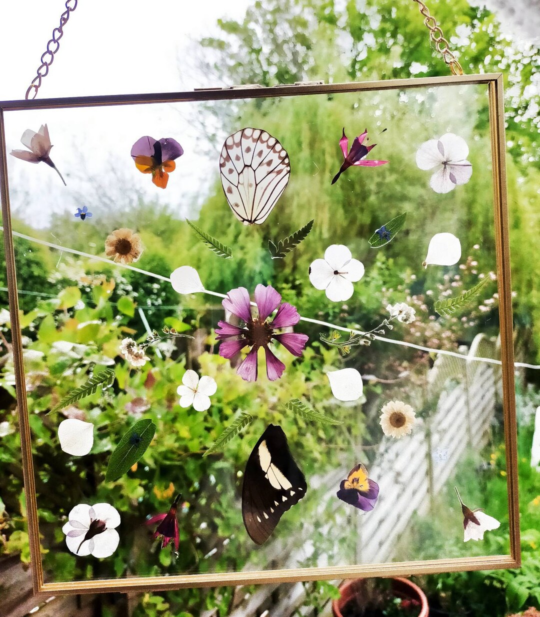 Large Real Pressed Dried Cosmos Flower Butterfly Wings Etsy