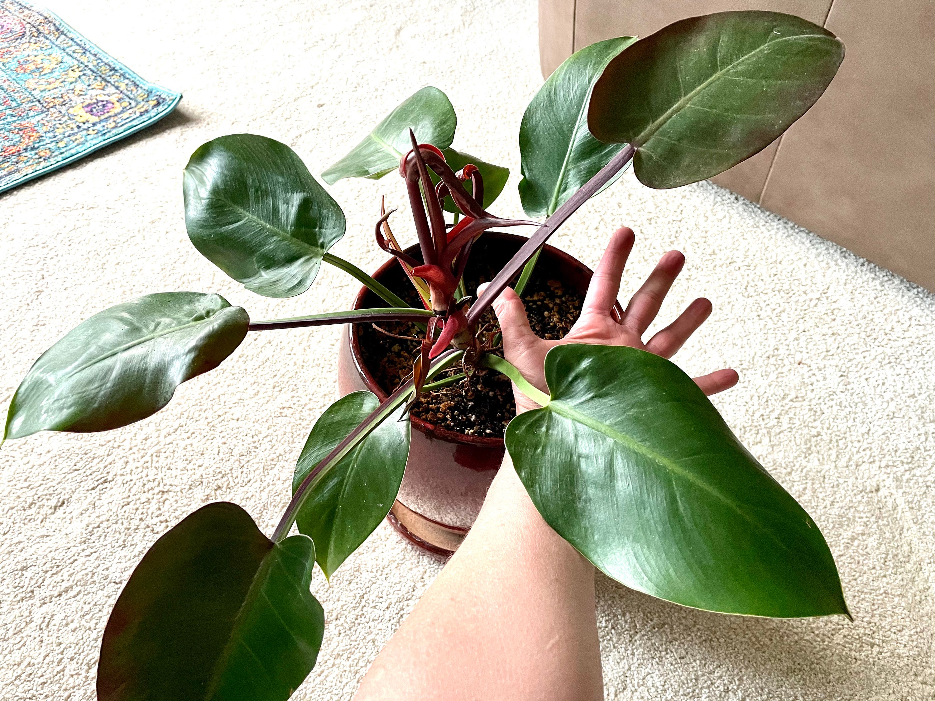 Huge Philodendron Red Moon Mother Plant Specimen Plant | Etsy