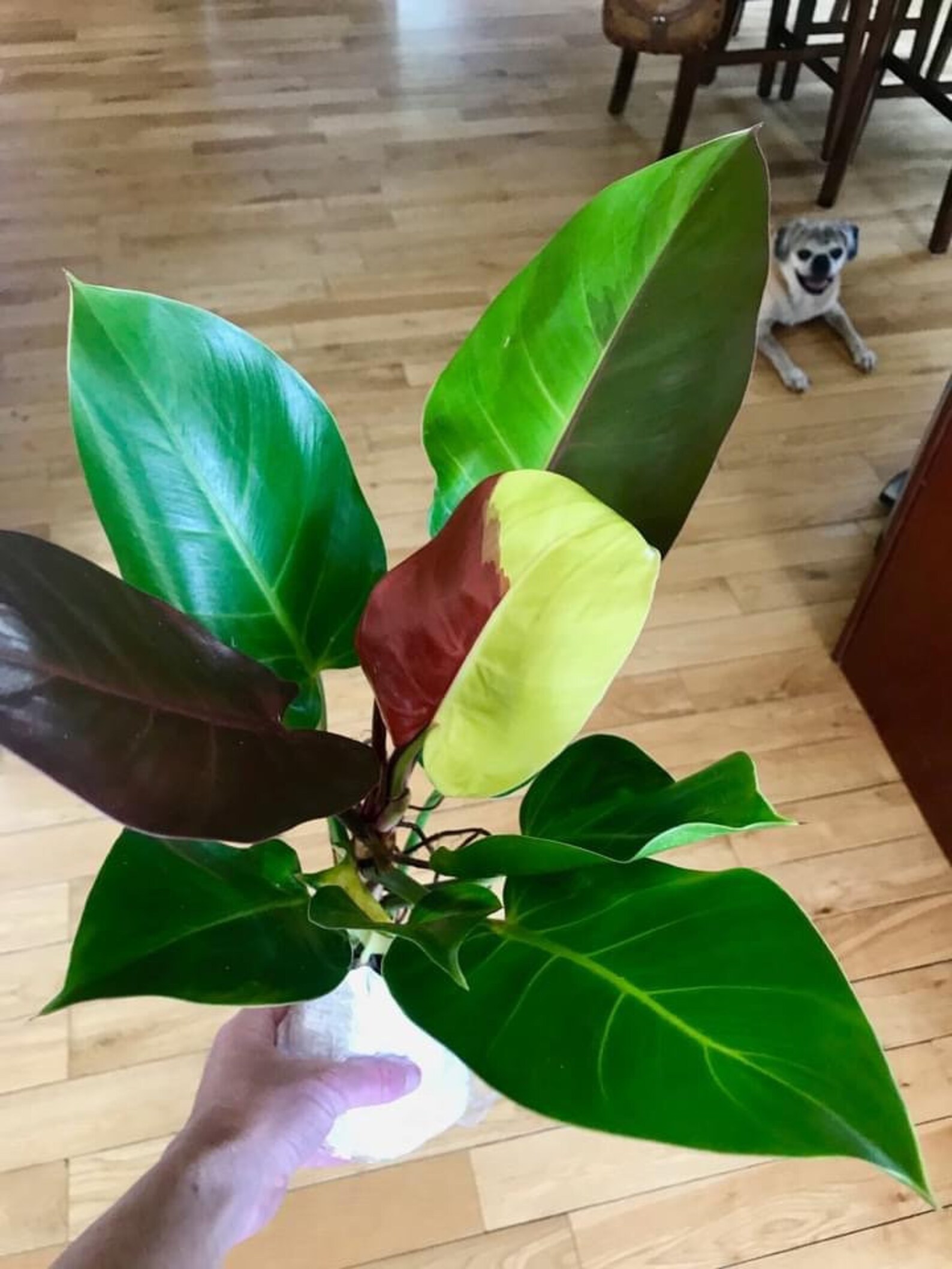 Huge Philodendron Red Moon Mother Plant Specimen Plant | Etsy