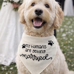 Può includere: Un cane sorridente e di colore chiaro indossa una bandana color crema con la scritta "My humans are getting married" in nero. Il cane è a un matrimonio, con una sposa e uno sposo sullo sfondo.