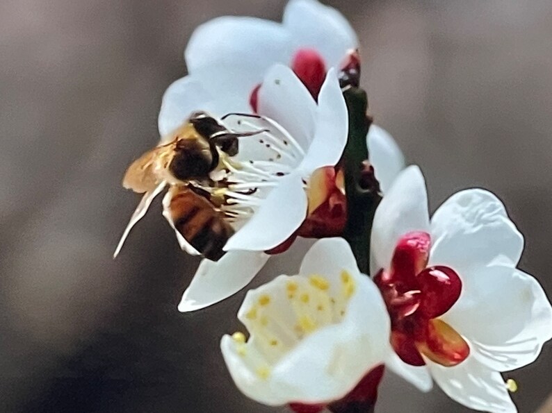 Paperless paper Towels 12 10x14 1 Ply / Snack Plate Etsy Canada