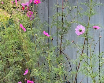 Handmade Appliqué Quilt: Cotton Bedspread Wall Hanging (98” x 98”)