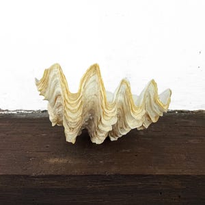 May include: A large, open giant clam shell featuring a natural, wavy, and scalloped edge. The exterior of the shell displays a textured surface with organic ridges and a color palette of creamy off-white, beige, and light brown earth tones.