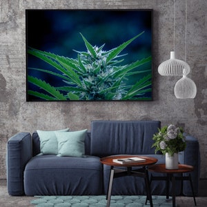 Puede incluir: Una impresión enmarcada de un primer plano de una planta de marihuana con hojas verdes y cogollos blancos. La impresión está colgada en una pared gris sobre un sofá azul.