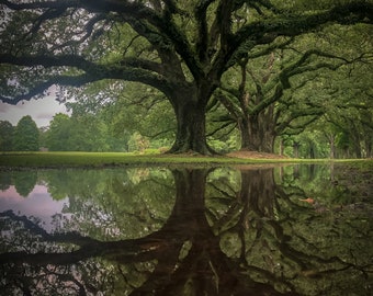 Audubon Reflection