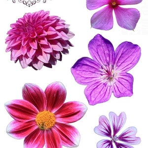 Pink/Lila Blumen-Fotosticker Set von Lael Mattox