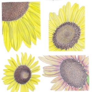 Sunflowers, Sunflower Stickers, Sticker Set, Spring, Summer, Yellow, Scrapbook Stickers, Planner Stickers, Bible Art Journal, Bullet Journal