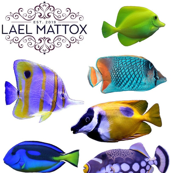 Tropical Fish Photo sticker set by Lael Mattox