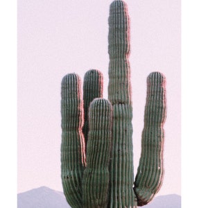 Etiqueta engomada de la foto del paisaje del cactus del desierto por Lael Mattox - Bible Art Journaling - Bullet Journaling - Planificador - Scrapbooking