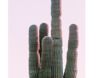 Może przedstawiać: Wysoki kaktus saguaro z wieloma ramionami w pustynnym krajobrazie. Obraz ma miękki, różowawy odcień, z górami w tle i tekstem "LAEL MATTOX EST. 2019" u góry.
