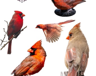 Juego de pegatinas fotográficas Red Birds de Lael Mattox