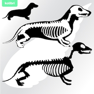 Dackel Hunde-Skelett Hunde-Skelett Hunde-Skelett Hunde-Skelett Hunde-Skelett Hunde Illustration Hunde Illustration