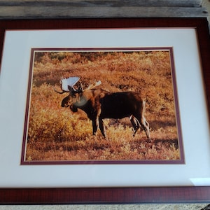 Dan Tye Bull Moose Photograph Retro Vintage Denali National Park Alaska Photography Art Artist Signed Framed 15&quot;x12&quot; Matted 10&quot;x8&quot;