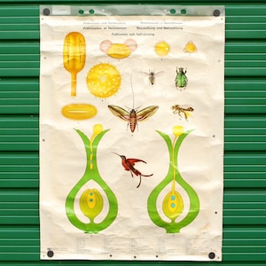 Enorme vintage educatieve wandkaart: POLLINATION. Bij, insect, bloemen. Extra groot formaat. Natuurdiagram. Echt vintage. Circa jaren zeventig.