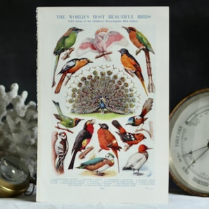 Original antike Lithographie: Paradiesvögel. 1920er Jahre. Wendbar. Doppelseitig. Kunstdruck. Mini Lehrtafel. Wissenschaftlich. Tropisch.