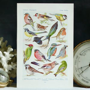 Original antique lithograph: Beautiful birds. 1920s. Reversible. Double-sided. Art print. Mini wall chart. Scientific. Avian. Ornithology.