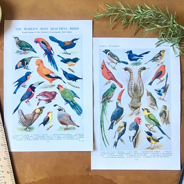 Pair of original lithograph art prints: World’s Most Beautiful Birds. 1920s. Reversible. Double-sided. Mini wall chart. Scientific. Fauna.