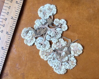 Antique Victorian-Edwardian dried flowers. Jewellery-making. Junk journal. Scrapbooking. Paper crafting. Journaling. Pressed.