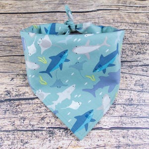 May include: A light blue bandana with a pattern of sharks, stingrays, and other sea creatures. The bandana is tied in a knot at the top.