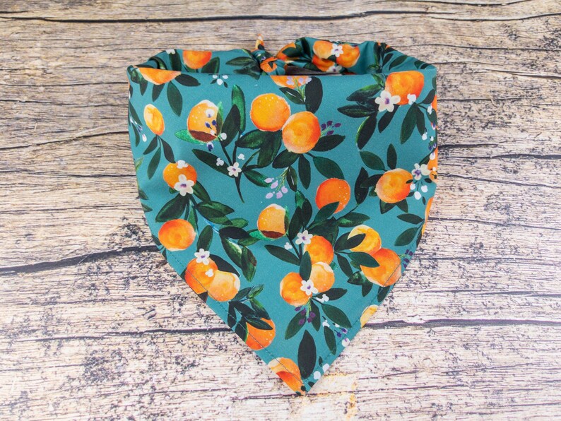May include: A teal blue bandana with a pattern of orange citrus fruit and white flowers. The bandana is folded into a triangle shape.