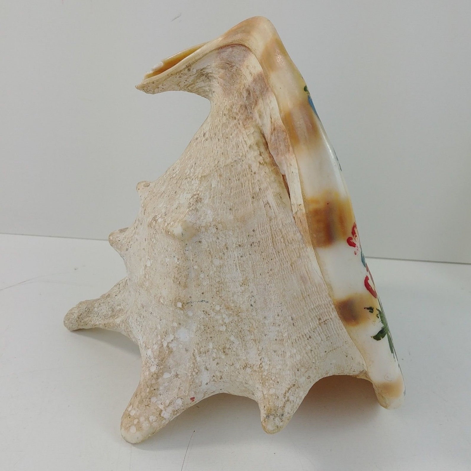 Hand Painted Conch Shell Souvenir Philippines Cebu City Etsy