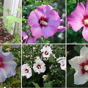 Pode incluir: Uma colagem de imagens em close-up de flores de hibisco em várias cores. As flores variam do rosa claro ao branco, com centros vermelhos. Algumas flores têm gotículas de água nas pétalas.