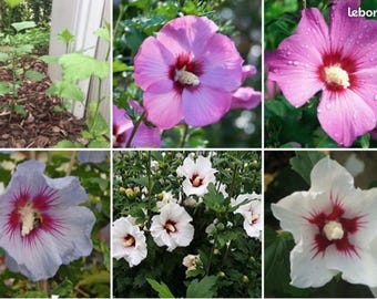 30 Hibiscus plants 10 euro le lot d’environ 50cm