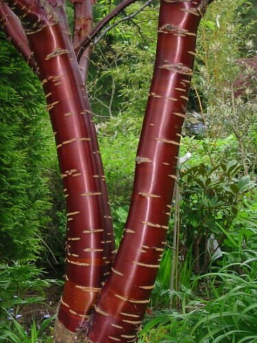 Prunus Serrula Paperbark Cherry Tree Red Shiny Bark - Etsy