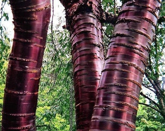 Prunus Serrula- Paperbark Cherry Tree- Red Shiny bark glistens! Choose Quantity