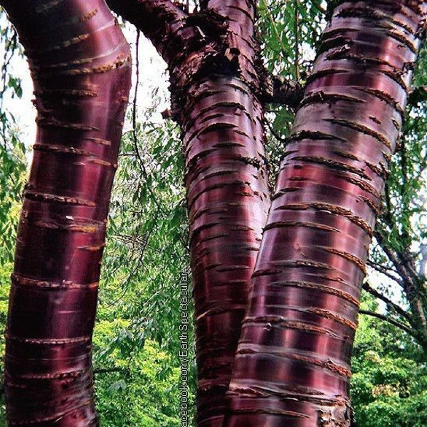 Prunus Serrula- Paperbark Cherry Tree- Red Shiny bark glistens! Choose Quantity