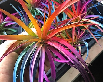 Large Tillandsia Live Air Plant Bursting With Color, Select colors, Enhanced colorful airplant